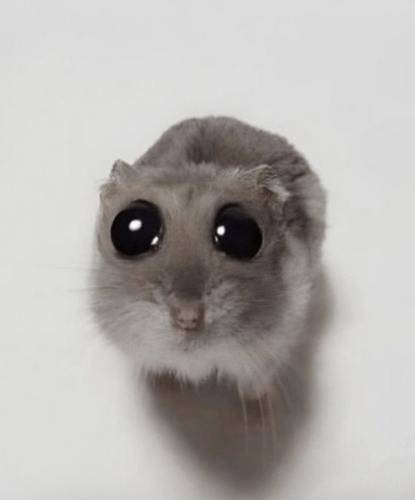 Sad hamster asking you to buy something